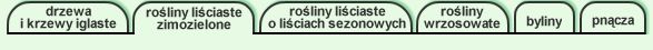 tu jeste�